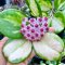 Hoya latifolia Outer-variegated (former Hoya macrophylla albomarginata)
