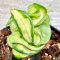 Hoya compacta (Variegated)