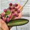 Hoya wayetii