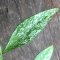 Hoya parviflora (Splash leaves)