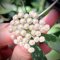 Hoya parviflora (Light yellow corona)