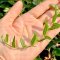 Hoya vaccinioides