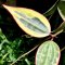 Hoya latifolia Outer-variegated (former Hoya macrophylla albomarginata)