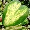 Hoya kerrii (Variegated spot leaves)