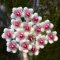 Hoya phuwuaensis