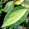 Hoya latifolia Variegated (former Hoya macrophylla variegated)