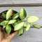 Hoya walliniana (Variegated)