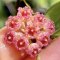 Hoya Noona NN. 031701 (Pink flowers)