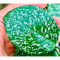 Hoya carnosa 'Freckles splash'