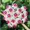 Hoya sp. Chiangdao (Splash leaves)