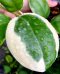 Hoya incrassata (albomarginata)