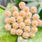 Hoya lacunosa x obscura (big leaves)