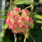 Hoya sp. surigao del sur