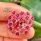 Hoya paulshirleyi (UT009)