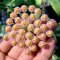 Hoya obscura