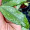 Hoya carnosa 'vietnam' splash leaves