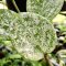 Hoya acuta (heart shape and splash leaves)