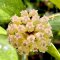 Hoya 'EPC-1017' (Hoya vitellinoides x Hoya finlaysonii)
