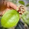 Hoya sp. Sabah (Round leaves)