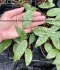 Hoya parasitica 'Purple flowers' Splash leaves