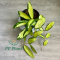 Hoya verticillata (Little spot and yellow variegated leaves)