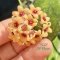 Hoya cutis-porcelana