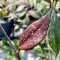 Hoya pubicalyx 