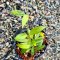 Hoya sp. NS12-323 (Microdwarf)