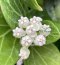 Hoya subquintuplinervis "pachyclada (EPC-816)" 'White costa vein'