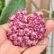 Hoya sp. Haiphong