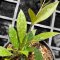 Hoya rosita (From seed) Splash leaves