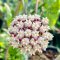 Hoya parasitica 'Purple flowers' Splash leaves