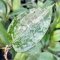 Hoya latifolia (macrophylla) 'Snow Queen' Splash leaves