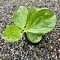 Hoya subquintuplinervis (Splash leaves)