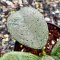 Hoya sp. Chiangdao (Silver)