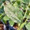 Hoya cystiantha 'Splash leaves'