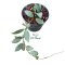 Hoya lacunosa "Moonshine"