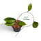 Hoya callistophylla (Vena)