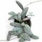 Hoya sigillatis "silver"
