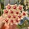 Hoya caudata (Gold)