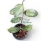 Hoya 'Gunung Gading' Splash leaves
