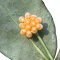 Hoya ignorata