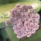 Hoya pulleana