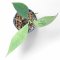 Hoya sp. Germany (Silver)
