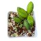 Hoya 
