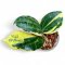 Hoya latifolia (Round leaves)  albomarginata (Size S)