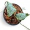 Hoya imbricata silver (Size S)