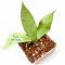 Hoya sp. Germany (Silver) (size S)