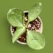 Hoya subquintuplinervis (Silver)