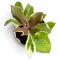 Hoya carnosa "Holliana"